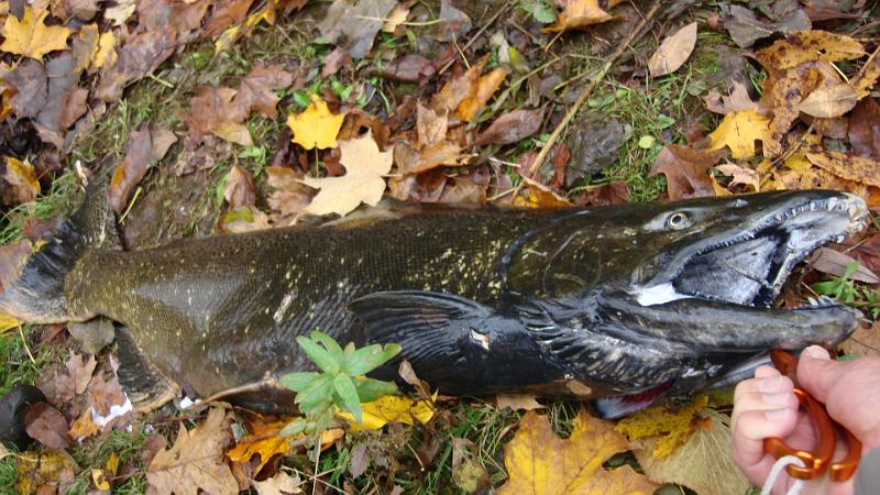 First Salmon.JPG